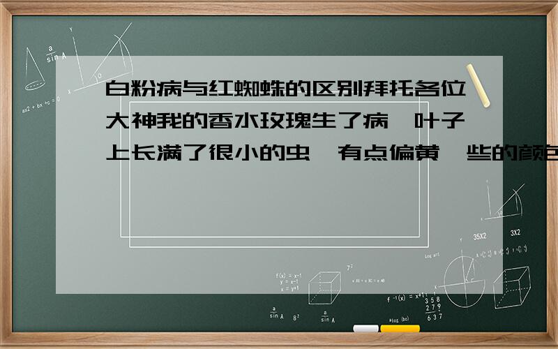 白粉病与红蜘蛛的区别拜托各位大神我的香水玫瑰生了病,叶子上长满了很小的虫,有点偏黄一些的颜色.还有蜘蛛网一样的丝包围着.不知道是白粉病还是红蜘蛛?