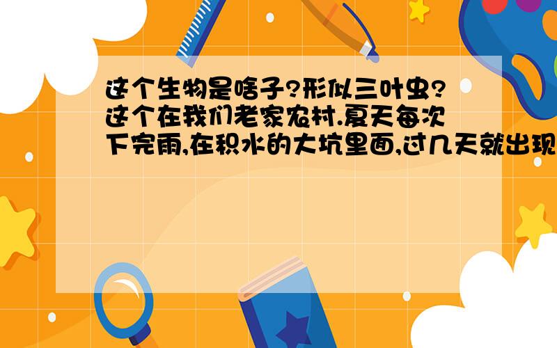 这个生物是啥子?形似三叶虫?这个在我们老家农村.夏天每次下完雨,在积水的大坑里面,过几天就出现了.它们总是躺着游泳,形似三叶虫,到底是啥子东西?