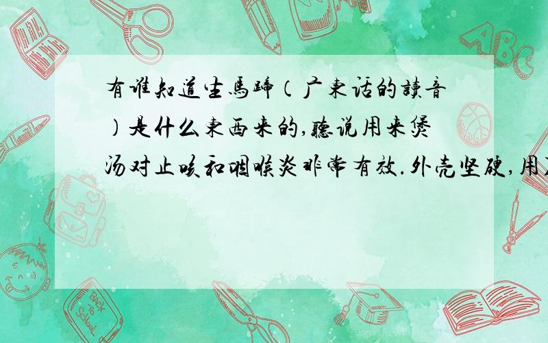 有谁知道生马蹄（广东话的读音）是什么东西来的,听说用来煲汤对止咳和咽喉炎非常有效.外壳坚硬,用刀才能劈开,是干的,闻起来有股淡淡的白醋的酸味的,这是什么东西来的,学名叫什么,有