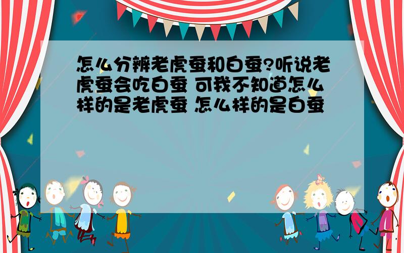 怎么分辨老虎蚕和白蚕?听说老虎蚕会吃白蚕 可我不知道怎么样的是老虎蚕 怎么样的是白蚕