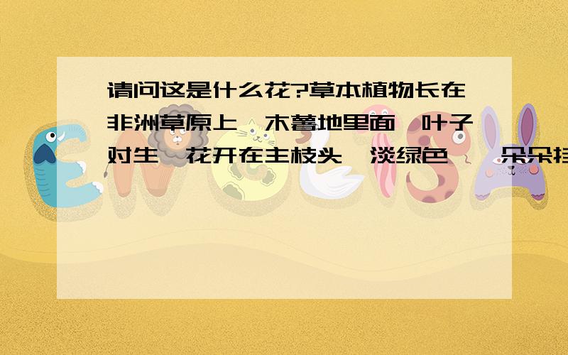 请问这是什么花?草本植物长在非洲草原上,木薯地里面,叶子对生,花开在主枝头,淡绿色,一朵朵挂在枝上