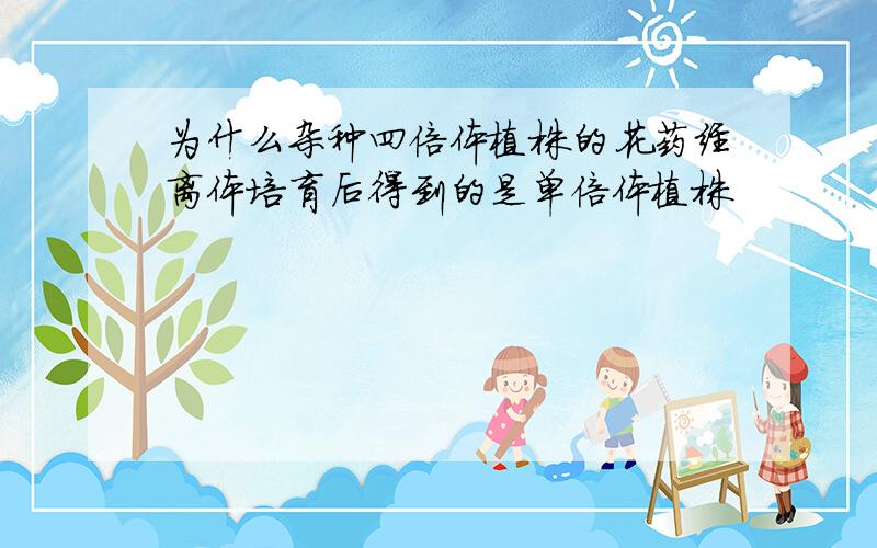 为什么杂种四倍体植株的花药经离体培育后得到的是单倍体植株