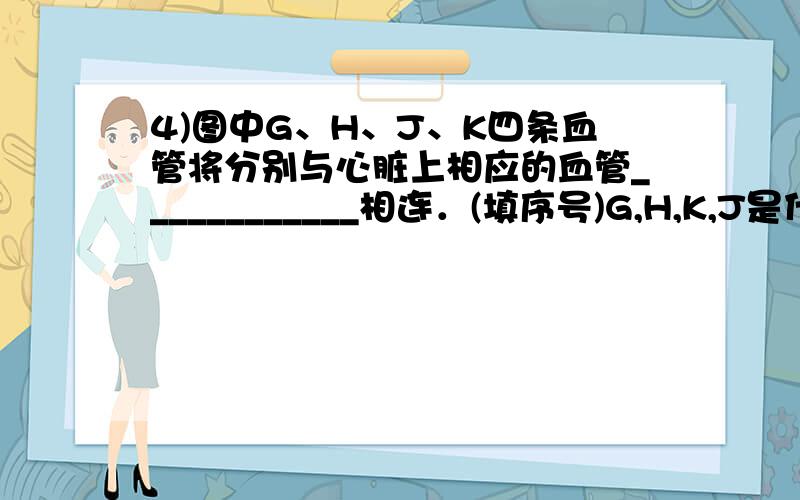 4)图中G、H、J、K四条血管将分别与心脏上相应的血管____________相连．(填序号)G,H,K,J是什么?