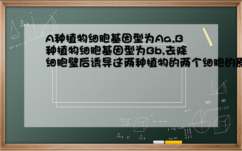 A种植物细胞基因型为Aa,B种植物细胞基因型为Bb,去除细胞壁后诱导这两种植物的两个细胞的原生质体融合,形成单核杂种细胞.若经过植物组织培养,得到的杂种植株是( )