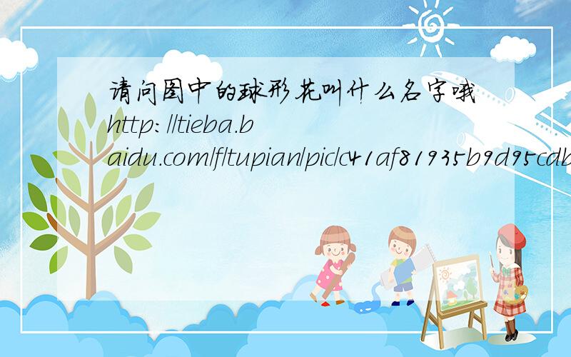 请问图中的球形花叫什么名字哦http://tieba.baidu.com/f/tupian/pic/c41af81935b9d95cdbb4bd70?kw=%C7%A7%D3%EB%C7%A7%D1%B0#showprev