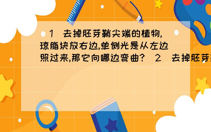 （1）去掉胚芽鞘尖端的植物,琼脂块放右边,单侧光是从左边照过来,那它向哪边弯曲?（2）去掉胚芽鞘尖端的植物,琼脂块放右边,单侧光是从右边照过来,那它向哪边弯曲?总的来说,就是想问一