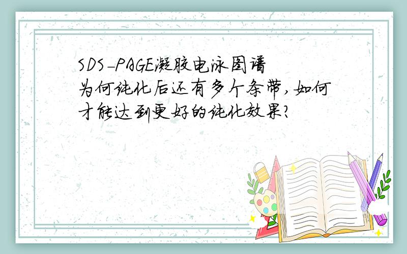 SDS-PAGE凝胶电泳图谱为何纯化后还有多个条带,如何才能达到更好的纯化效果?