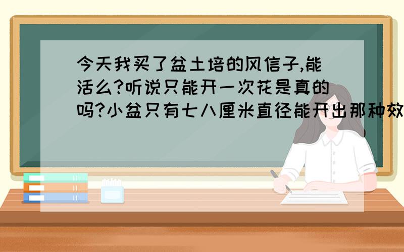 今天我买了盆土培的风信子,能活么?听说只能开一次花是真的吗?小盆只有七八厘米直径能开出那种效果的花吗?