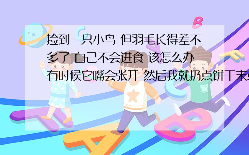 捡到一只小鸟 但羽毛长得差不多了 自己不会进食 该怎么办有时候它嘴会张开 然后我就扔点饼干末或者喂点水给它 这行么 它能吃饼干么 我好怕把它喂死了