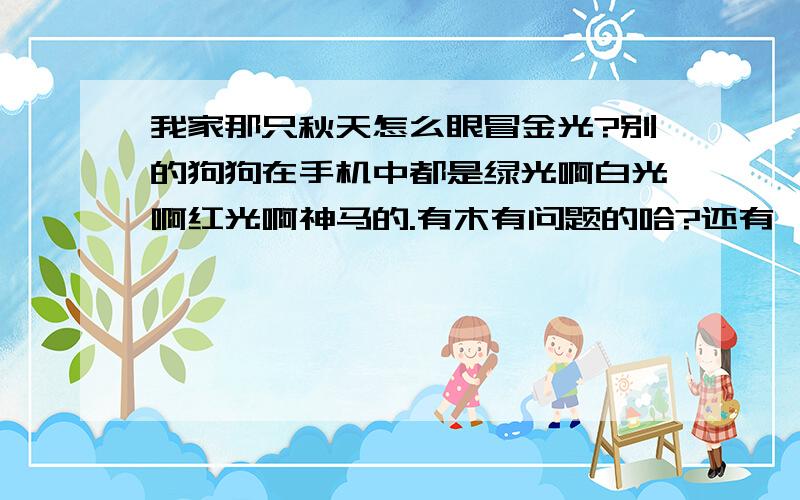 我家那只秋天怎么眼冒金光?别的狗狗在手机中都是绿光啊白光啊红光啊神马的.有木有问题的哈?还有,秋田吃什么?它怎么就爱吃红薯,麻花,香的脆的,怎么不吃狗粮捏?这是神马情况?（它是从别