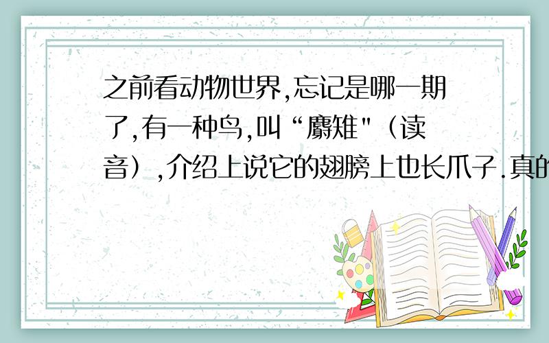 之前看动物世界,忘记是哪一期了,有一种鸟,叫“麝雉