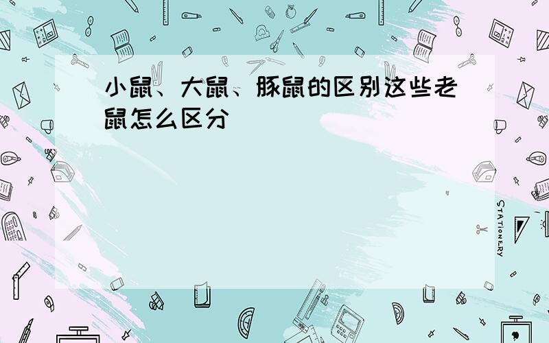 小鼠、大鼠、豚鼠的区别这些老鼠怎么区分