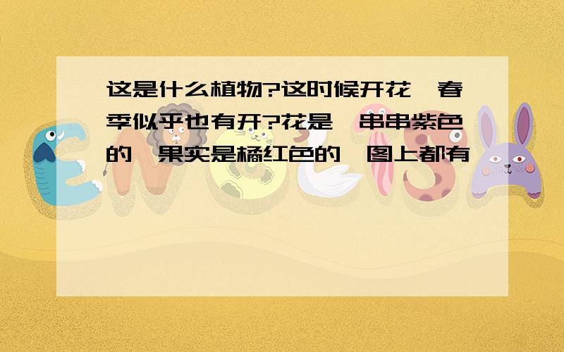 这是什么植物?这时候开花,春季似乎也有开?花是一串串紫色的,果实是橘红色的,图上都有