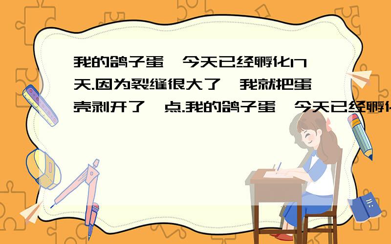 我的鸽子蛋,今天已经孵化17天.因为裂缝很大了,我就把蛋壳剥开了一点.我的鸽子蛋,今天已经孵化17天.因为裂缝很大了,我就把蛋壳剥开了一点.看见小鸽子身上还有一层薄膜,可能是被我的手轻