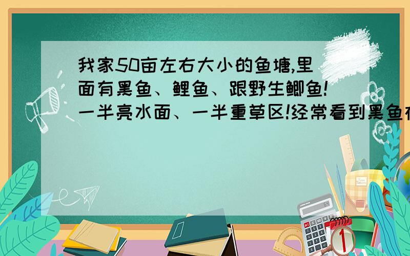 我家50亩左右大小的鱼塘,里面有黑鱼、鲤鱼、跟野生鲫鱼!一半亮水面、一半重草区!经常看到黑鱼在水面游动!重草区都是水沟一样的形状（3-4米宽1.5米深的水沟）亮水区是一大片的形状!我用