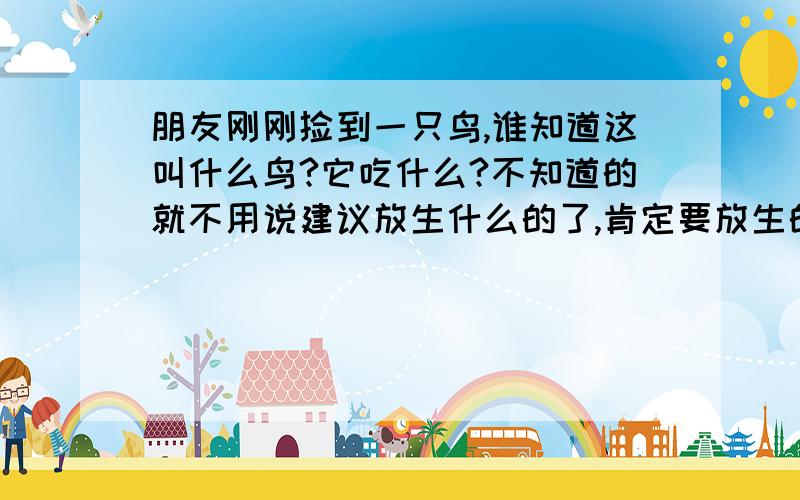 朋友刚刚捡到一只鸟,谁知道这叫什么鸟?它吃什么?不知道的就不用说建议放生什么的了,肯定要放生的.