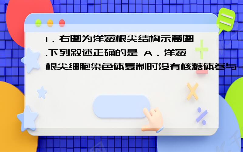 1．右图为洋葱根尖结构示意图.下列叙述正确的是 A．洋葱根尖细胞染色体复制时没有核糖体参与 B．能观察到1．右图为洋葱根尖结构示意图.下列叙述正确的是\x05A．洋葱根尖细胞染色体复制