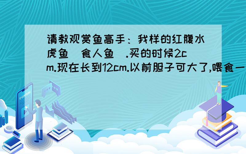 请教观赏鱼高手：我样的红腹水虎鱼(食人鱼）.买的时候2cm.现在长到12cm.以前胆子可大了,喂食一点也不怕.最近两个月胆子变得很小.人从缸前走或者开灯,把他们都吓得撞缸.还有我以前每天喂