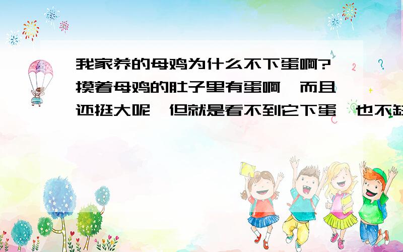 我家养的母鸡为什么不下蛋啊?摸着母鸡的肚子里有蛋啊,而且还挺大呢,但就是看不到它下蛋,也不缺钙啊,不会吃自己蛋的,也不算是太肥,每次都摸着有蛋,到了第二天就消失了,而且连下蛋的痕