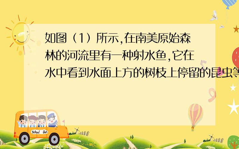 如图（1）所示,在南美原始森林的河流里有一种射水鱼,它在水中看到水面上方的树枝上停留的昆虫等猎物后,便向猎物射水,使猎物落在水面上后进行捕杀,喷射出的水在空中呈抛物线形状．关