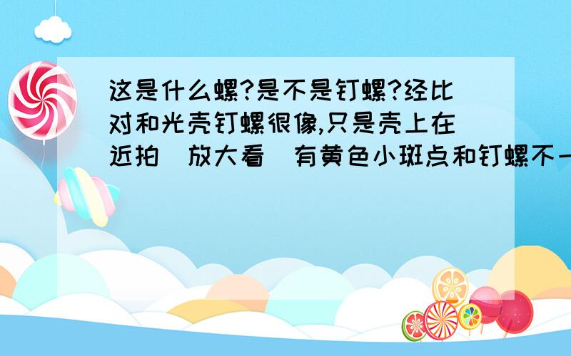 这是什么螺?是不是钉螺?经比对和光壳钉螺很像,只是壳上在近拍（放大看）有黄色小斑点和钉螺不一样.是买水葫芦时水葫芦上带的,经观察以腐败水葫芦、苔藓为食.最大的5mm左右,壳口放大看