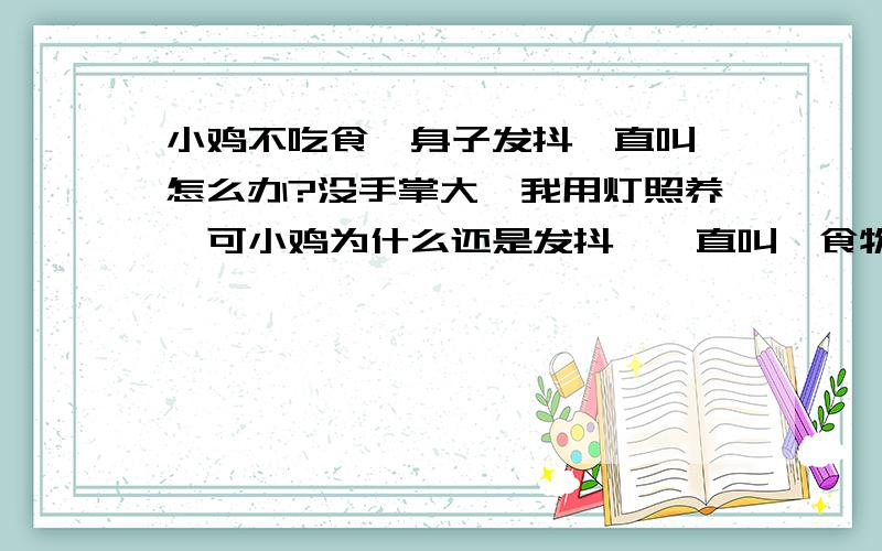 小鸡不吃食,身子发抖一直叫,怎么办?没手掌大,我用灯照养,可小鸡为什么还是发抖,一直叫,食物也不吃,我用米.怎么办?重金答谢!