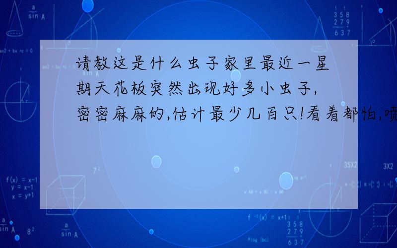 请教这是什么虫子家里最近一星期天花板突然出现好多小虫子,密密麻麻的,估计最少几百只!看着都怕,喷康绿宝就死了,但是明天又有好多出来,吓死我了,麻烦有知道的请教下这是什么虫子,有