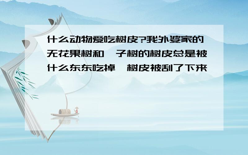 什么动物爱吃树皮?我外婆家的无花果树和釉子树的树皮总是被什么东东吃掉,树皮被刮了下来,