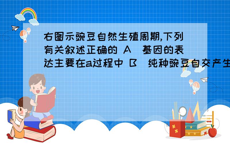 右图示豌豆自然生殖周期,下列有关叙述正确的 A．基因的表达主要在a过程中 B．纯种豌豆自交产生的子代只有一种性状 C．基因重组过程只发生于c过程中 D．在d过程中同源染色体联会形成二