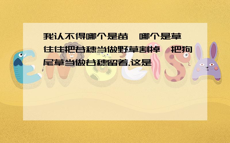 我认不得哪个是苗,哪个是草,往往把谷穗当做野草割掉,把狗尾草当做谷穗留着.这是