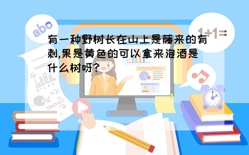 有一种野树长在山上是藤来的有刺,果是黄色的可以拿来泡酒是什么树呀?