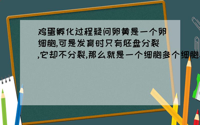 鸡蛋孵化过程疑问卵黄是一个卵细胞,可是发育时只有胚盘分裂,它却不分裂,那么就是一个细胞多个细胞核?那发育到最后不还只是一个细胞吗?可鸡也是有多个细胞组成的呀?