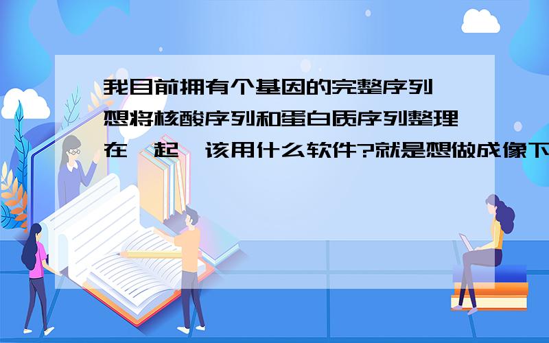 我目前拥有个基因的完整序列,想将核酸序列和蛋白质序列整理在一起,该用什么软件?就是想做成像下面的这张图那样.