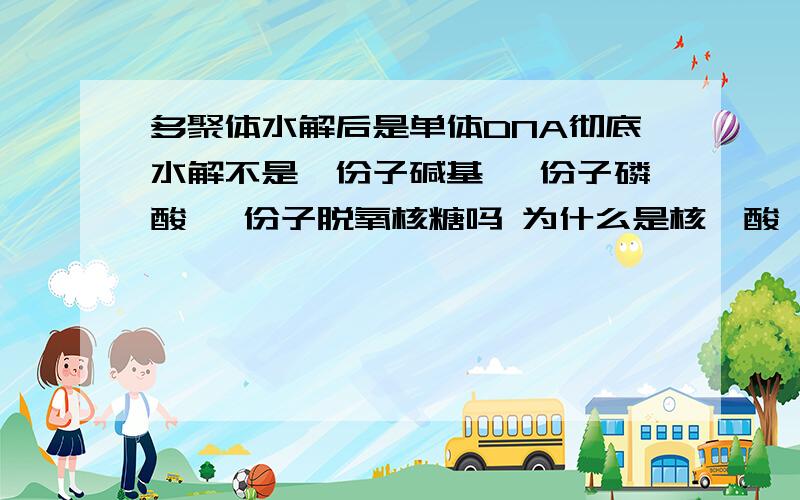 多聚体水解后是单体DNA彻底水解不是一份子碱基 一份子磷酸 一份子脱氧核糖吗 为什么是核苷酸