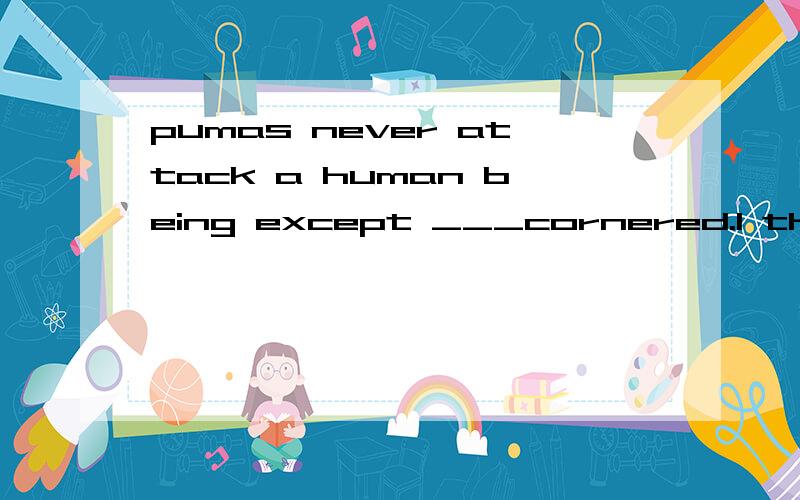 pumas never attack a human being except ___cornered.1 they are 2 being 3 that they are 4 when they are请问选择哪一个,及分别说出每个为什么对与错