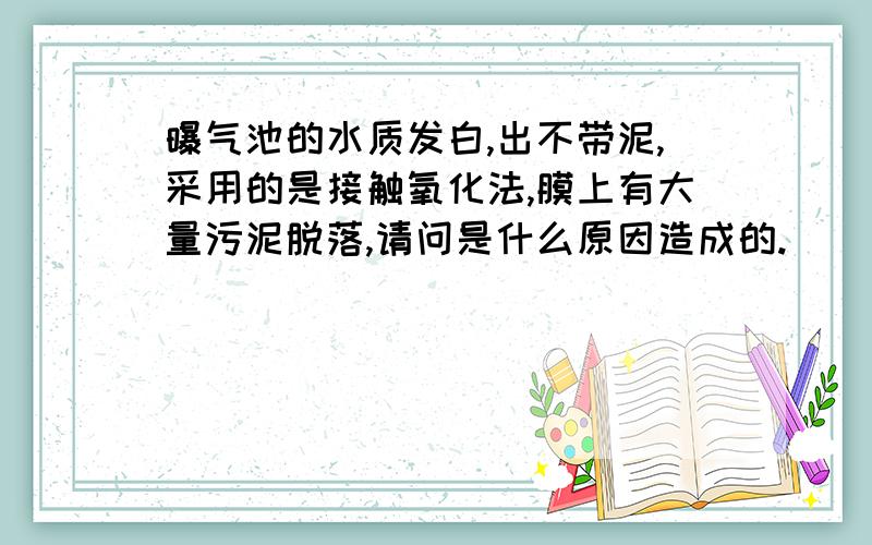 曝气池的水质发白,出不带泥,采用的是接触氧化法,膜上有大量污泥脱落,请问是什么原因造成的.