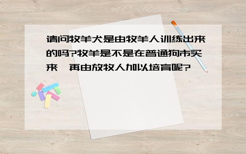 请问牧羊犬是由牧羊人训练出来的吗?牧羊是不是在普通狗市买来,再由放牧人加以培育呢?