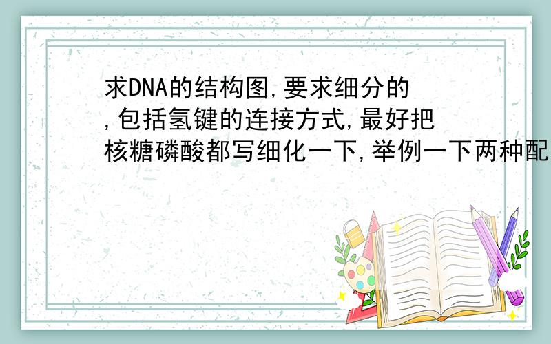 求DNA的结构图,要求细分的,包括氢键的连接方式,最好把核糖磷酸都写细化一下,举例一下两种配对方式就可以了