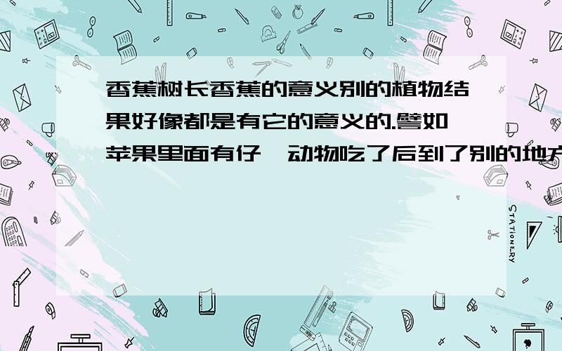 香蕉树长香蕉的意义别的植物结果好像都是有它的意义的.譬如苹果里面有仔,动物吃了后到了别的地方把屎拉出来,仔却还在里面,没有消化,这样就可以为它们传播后代.香蕉里面又没有仔,香蕉