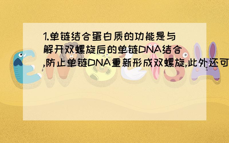 1.单链结合蛋白质的功能是与解开双螺旋后的单链DNA结合,防止单链DNA重新形成双螺旋,此外还可以防止单链DNA被核酸酶降解.这个填空不会呀...DNA生物合成时,单链结合蛋白结合在DNA分子上（ ）