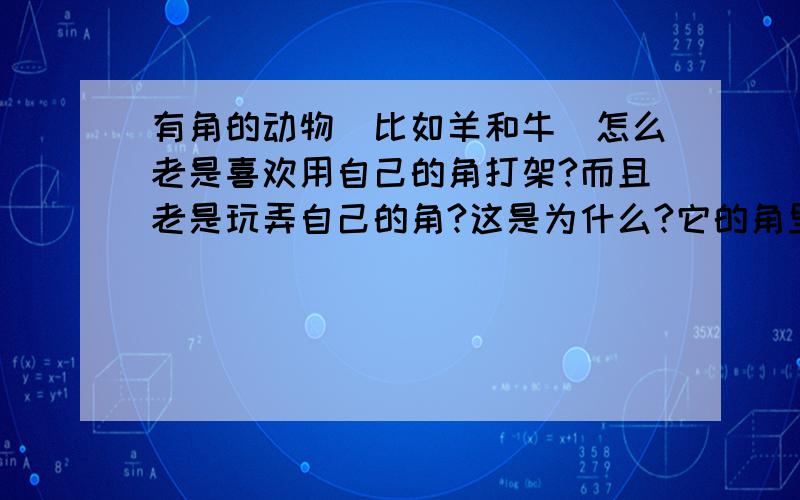 有角的动物（比如羊和牛）怎么老是喜欢用自己的角打架?而且老是玩弄自己的角?这是为什么?它的角里是不是有什么东西?