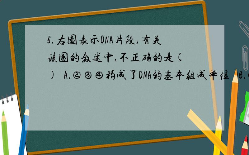 5.右图表示DNA片段,有关该图的叙述中,不正确的是( )  A．②③④构成了DNA的基本组成单位   B．②③④的特定排列顺序所含的遗传信息能指导蛋白质的合成C．解旋酶可使⑤处的化学键断裂D．DNA