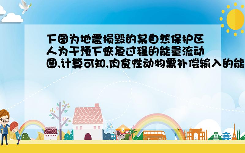 下图为地震损毁的某自然保护区人为干预下恢复过程的能量流动图,计算可知,肉食性动物需补偿输入的能量值为5,为什么?怎么计算?能量在第二营养级到第三营养级之间的传递效率为15.6%,为什