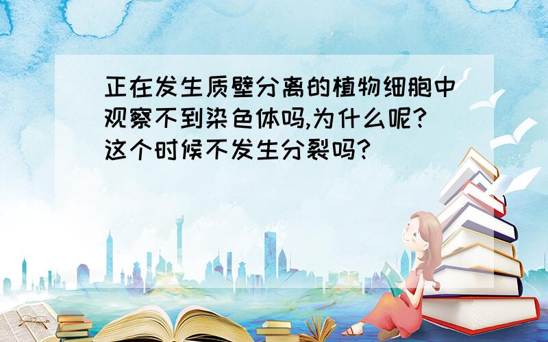 正在发生质壁分离的植物细胞中观察不到染色体吗,为什么呢?这个时候不发生分裂吗?