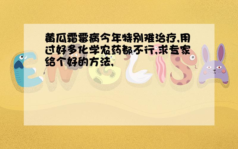 黄瓜霜霉病今年特别难治疗,用过好多化学农药都不行,求专家给个好的方法,