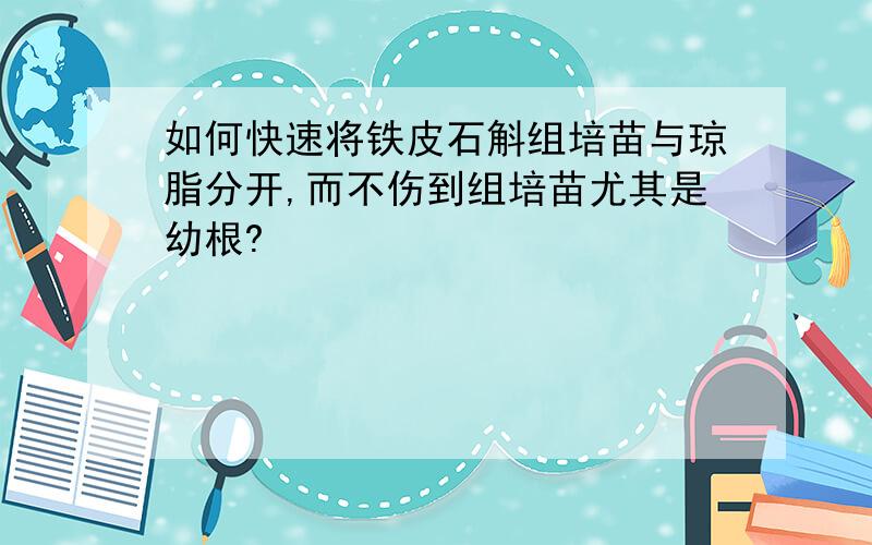 如何快速将铁皮石斛组培苗与琼脂分开,而不伤到组培苗尤其是幼根?