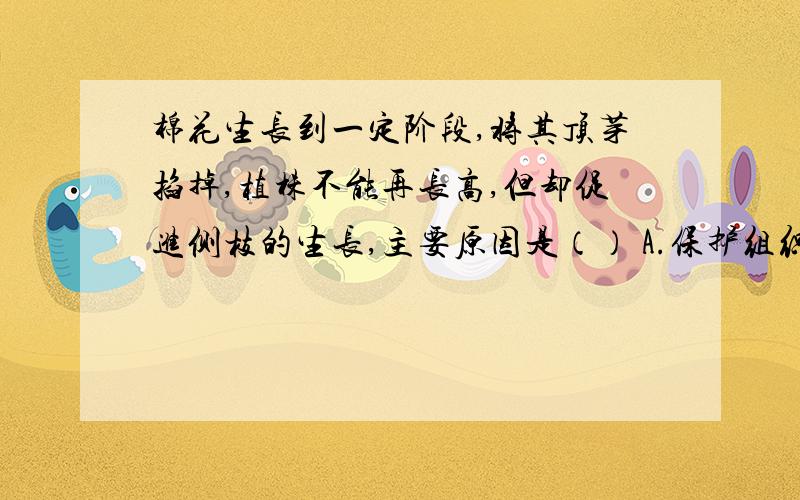 棉花生长到一定阶段,将其顶芽掐掉,植株不能再长高,但却促进侧枝的生长,主要原因是（） A.保护组织 B.分生组织 C.营养组织 D.疏导组织