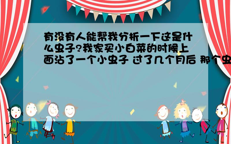 有没有人能帮我分析一下这是什么虫子?我家买小白菜的时候上面沾了一个小虫子 过了几个月后 那个虫子长大了 约有10cm长 仅在厨房里发现 类似壁虎 爬行速度很快回复war1205：现在看来应该