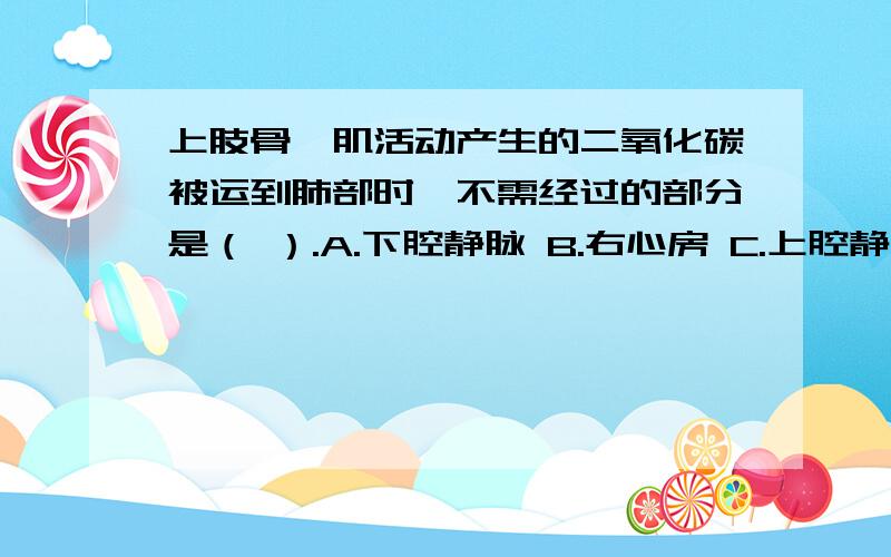 上肢骨骼肌活动产生的二氧化碳被运到肺部时,不需经过的部分是（ ）.A.下腔静脉 B.右心房 C.上腔静脉 D.肺动脉