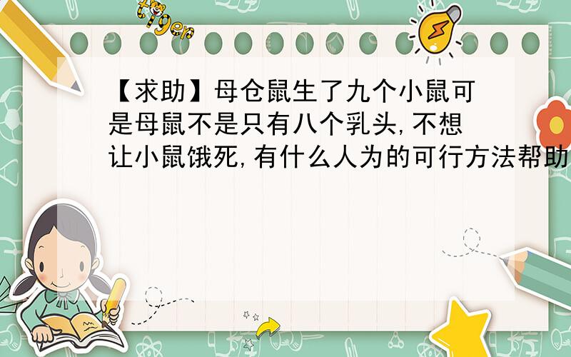 【求助】母仓鼠生了九个小鼠可是母鼠不是只有八个乳头,不想让小鼠饿死,有什么人为的可行方法帮助母仓鼠哺乳小鼠吗,或者尽量减少死亡数,求认真的回答,.゜(゜´Д｀゜)゜.